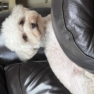 강아지분실실종 경기도 이천시