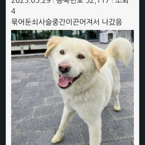 강아지분실실종 경기도 양주시