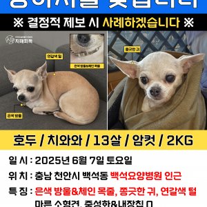 강아지분실실종 충청남도 천안시 서북구
