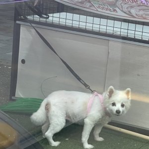 강아지를 찾습니다 강아지 전단지