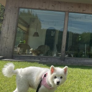 강아지분실실종 충청남도 서천군
