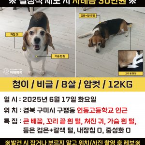강아지분실실종 경상북도 구미시