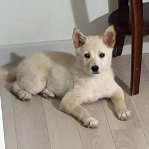 강아지분실실종 진돗개 경기도 광주시
