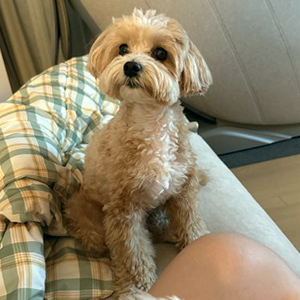 강아지분실실종 푸들 서울특별시 성북구
