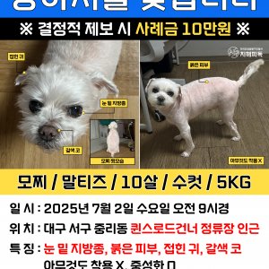 강아지분실실종 대구광역시 서구