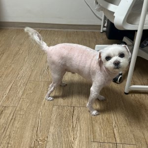 강아지를 찾습니다 강아지 전단지