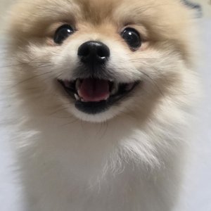 강아지를 찾습니다 강아지 전단지