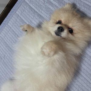 강아지분실실종 강원도 삼척시