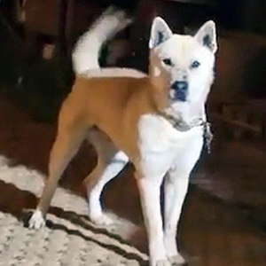 강아지분실실종 진돗개 경기도 파주시