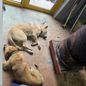 강아지를 찾습니다 강아지 전단지