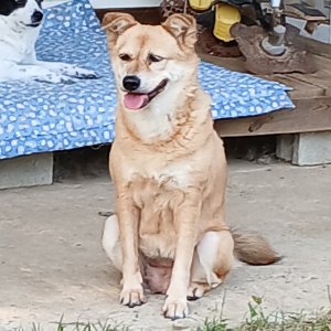 강아지분실실종 충청남도 천안시 동남구
