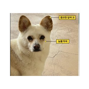 강아지분실실종 경기도 광주시