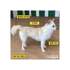 강아지를 찾습니다 강아지 전단지