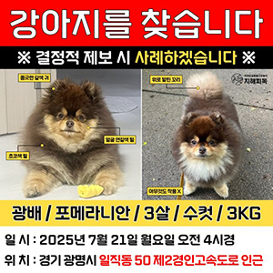 강아지분실실종 포메라니언 경기도 광명시