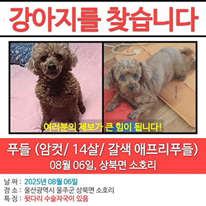 강아지분실실종 푸들 울산광역시 울주군