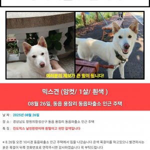 강아지분실실종 경상남도 창원시 의창구