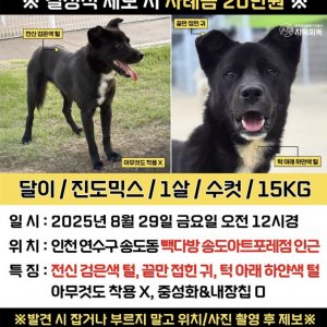 강아지분실실종 인천광역시 연수구