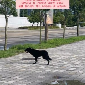 강아지를 찾습니다 강아지 전단지