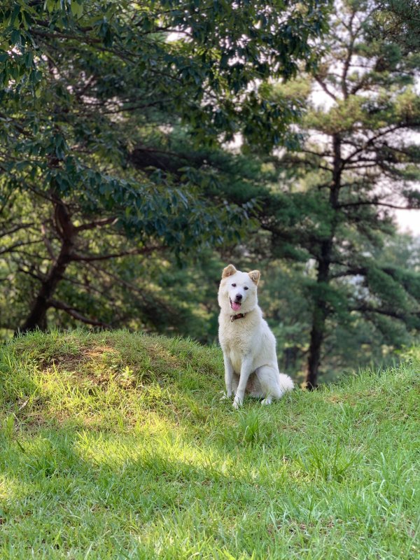 강아지를 찾습니다