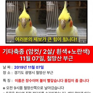 잃어버린 동물을 찾습니다 앵무새 경기도 광명시