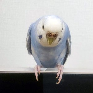 잃어버린 동물을 찾습니다 분실동물 전단지