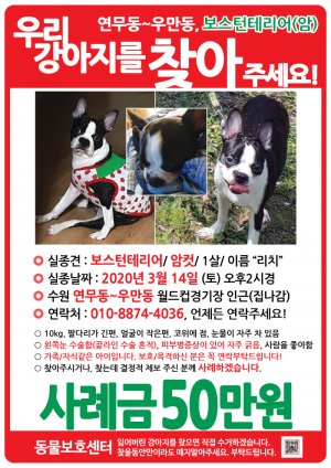 강아지를 찾습니다 전단지