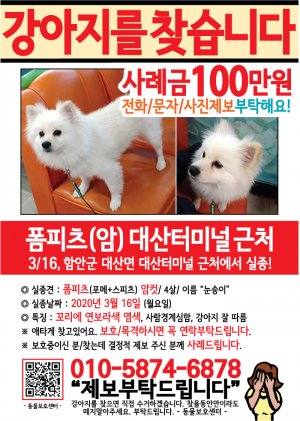 강아지를 찾습니다 전단지