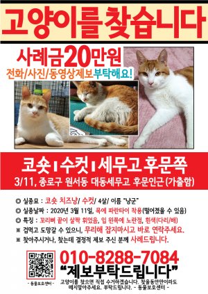 고양이를 찾습니다 전단지