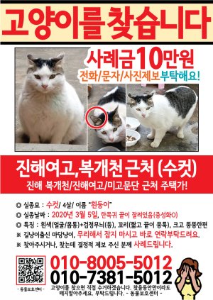 고양이를 찾습니다 전단지