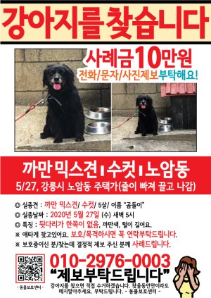 강아지를 찾습니다 전단지