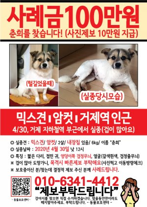 강아지를 찾습니다 전단지