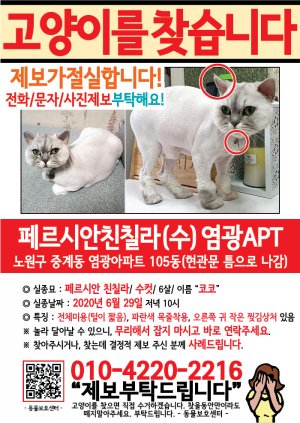 고양이를 찾습니다 전단지