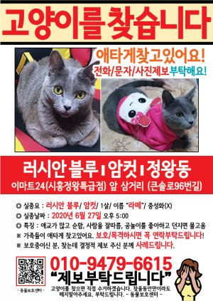 고양이를 찾습니다 전단지