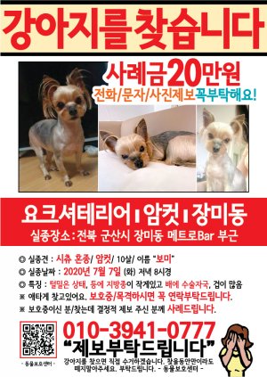 강아지를 찾습니다 전단지