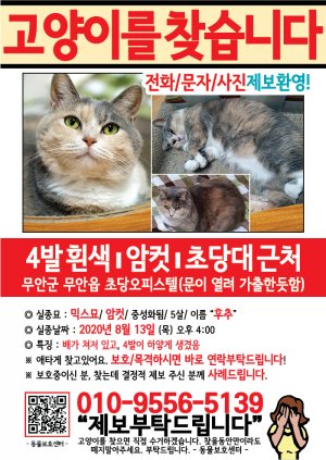 고양이를 찾습니다 전단지