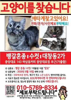 고양이를 찾습니다 전단지