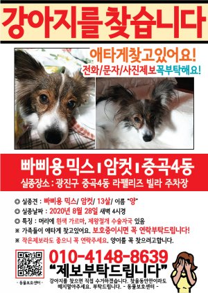 강아지를 찾습니다 전단지