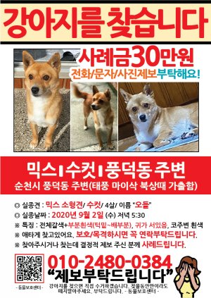 강아지를 찾습니다 전단지