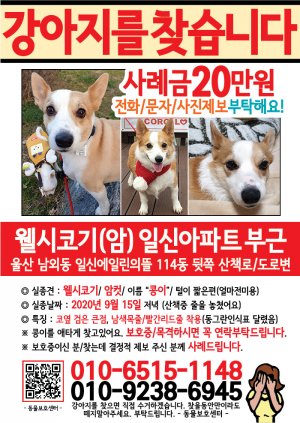 강아지를 찾습니다 전단지