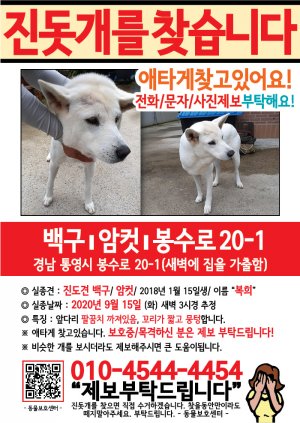 강아지를 찾습니다 전단지