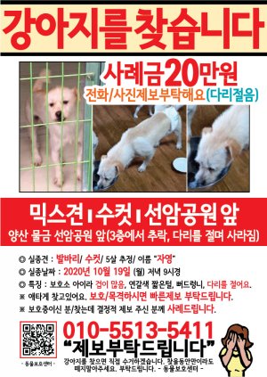 강아지를 찾습니다 전단지