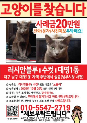 고양이를 찾습니다 전단지