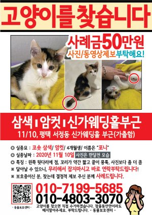 고양이를 찾습니다 전단지