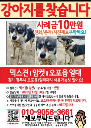 강아지를 찾습니다 전단지