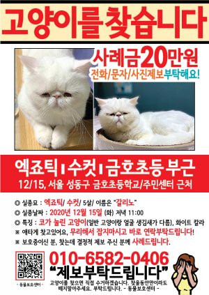 고양이를 찾습니다 전단지