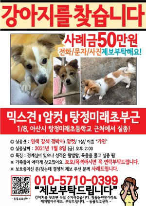 강아지를 찾습니다 전단지