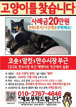 고양이를 찾습니다 전단지