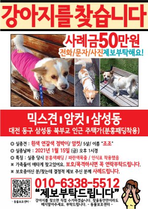 강아지를 찾습니다 전단지