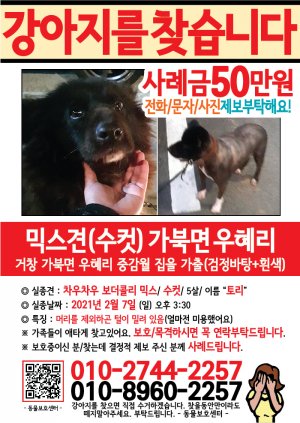 강아지를 찾습니다 전단지