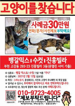 고양이를 찾습니다 전단지